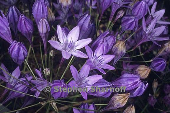 triteleia bridgesii 2 graphic